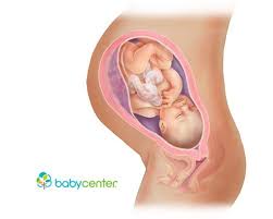 Pin On Fetal Development Week By Week