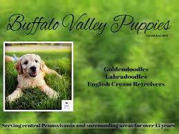 Valley view nursing home reviews by location. Buffalo Valley Puppies