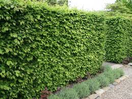 Buchenhecke Pflanzen Garten Pflanzen Garten Hecken Heckenpflanzen