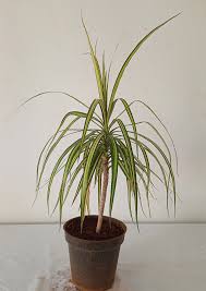 Image result for Dracaena