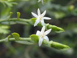 Image result for Olax obtusifolia