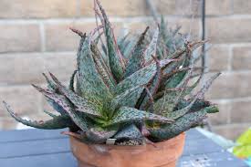 Image result for Aloe canis