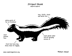 This skunk is known as a striped skunk or mephitis mephitis. Skunk Striped