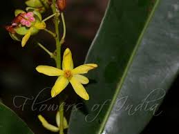 Image result for Campylospermum