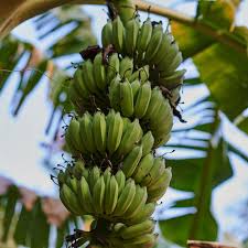 Keep in mind, when a plant is hardy to a specific zone, it will usually perform well. A Guide To Cold Hardy Banana Trees This Old House
