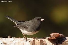 Black Bird With White Tail Feathers Dark Eyed Junco Junco Hyemalis Ornithology Bird Species Dark