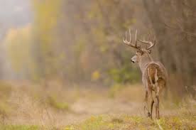 When Is PA Deer Season 2024? | HuntWise