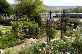Weeping standard roses are easy to grow and care for, they grow well both in the border or a large pot and need little to no pruning, just prune please note: Tips On Choosing The Best Supports For Your Roses Shrubs Climbers Ramblers