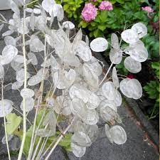 Check spelling or type a new query. 50 Seeds W Instructions Money Plant Lunaria Annua Syn Lunaria Biennis Is An Easy To Grow Biennial That Is Called Man Silver Dollar Plant Dollar Plant Plants