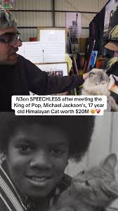 Himalayan Cat Micheal Jackson