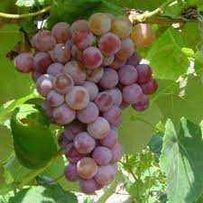 raisin de table rouge archives vignes chez soi grapes growing grapes green grapes nutrition