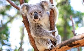 Image result for koala