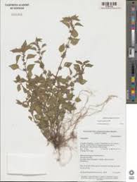 Image result for Acalypha brachystachya