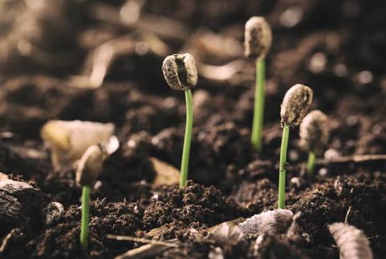 Coffee and sustainabilities: Regenerative agriculture