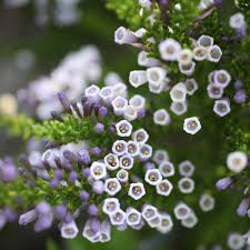 Image result for Fabiana imbricata