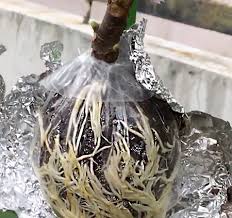 It is used to craft aerialite bars at a furnace. How To Air Layering Propagation Monocot Or Dicot Plant