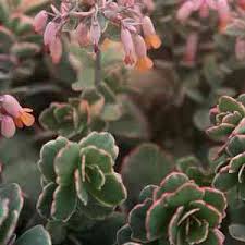 Image result for Kalanchoe fedtschenkoi