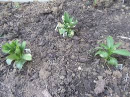 Image result for Lobelia petiolata