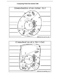 A solar cell, or photovoltaic cell, is an electrical device that converts the energy of light directly into electricity by the photovoltaic effect, which is a physical and chemical phenomenon. Comparing Plant And Animal Cells Worksheet And Definitions By Purples