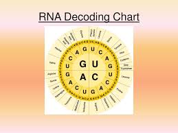 Ppt Chapter 12 Dna And Rna Powerpoint Presentation Free