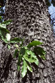 Image result for Diospyros crassiflora