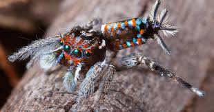 Maratus volans is a species in the jumping spider family (salticidae), belonging to the genus maratus (peacock spiders). These Jumping Spiders From The Land Down Under Really Know How To Flaunt Their Beauty Cbs News