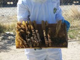 Bed bug removal, cockroach exterminator Bee Hive And Swarm Removal Live Bee Relocation Local Beekeepers No Kill No Chemical Live Bee Removal And Relocation