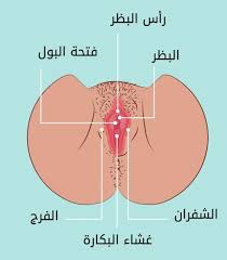 لحم خنزير تشكل يستلم الحل لالأم فتحة المهبل dsvdedommel com