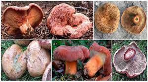 Image result for Lactarius mutabilis