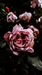 The Latest Iphone11 Iphone11 Pro Iphone 11 Pro Max Mobile Phone Hd Wallpapers Free Download Rose Flo In 2020 Flower Iphone Wallpaper Flower Phone Wallpaper Flowers