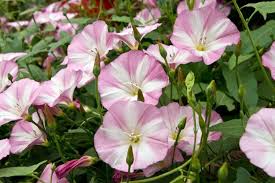 Image result for Convolvulus goyderi