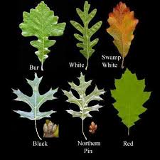 We did not find results for: Oakly Tree Leaf Identification Tree Identification White Oak Tree