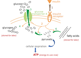Stored in the liver and muscle tissue. Glucose Regulation And Utilization In The Body