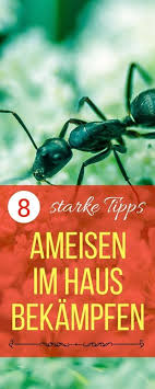 Beachten sie dabei aber immer, dass die ameisen nützliche tiere sind, die im garten und im wald gute dienste leisten. Hausmittel Gegen Ameisen 7 Massnahmen Die Wirklich Helfen Ameisen Im Haus Ameisen Im Haus Bekampfen Ameisen