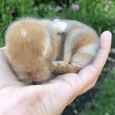 Little Rabbit On The Palm Gif Cute Animals Cute Baby Animals Animals Beautiful