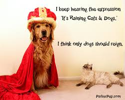 Dogs Should Rule The World Parkerpup I Love Dogs Pet Costumes Raining Cats And Dogs