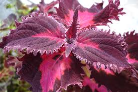 Image result for Coleus alpinus
