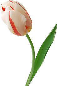 Pin On Hermosas Rosas