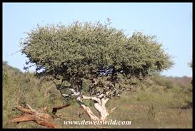 Image result for Boscia albitrunca