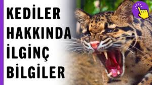 Kediler Hakkinda Ilginc Bilgiler Ilginc Bilgiler Aklinda Olsun Youtube