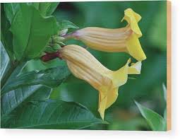 Image result for Allamanda schottii