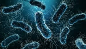Image result for Legionella