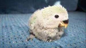 Lifespan Of A Lovebird How Long Do Lovebirds Live Psittacology