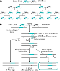 Experiments in mice suggest that the technology has a long way to go before being used for pest control in the wild. Concerning Rna Guided Gene Drives For The Alteration Of Wild Populations Elife Lens