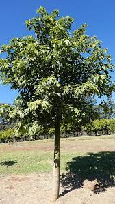 Redbuds, flowering pear trees, deciduous magnolias, dogwood trees and ornamental cherry trees are the earliest what are the best flowering shade trees? Buy Australian Ornamental Trees Flowering Trees Emahotrees Emaho Trees