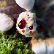 Image result for Homalium dentatum