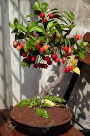 Elwyn 15pcs/ bag imported indian jujube seeds rare perennial juicy fruit tree bonsai potted garden plant for flower pot planters 5. Cool Bonsai Cherry Tree With Fruit Pink Wool