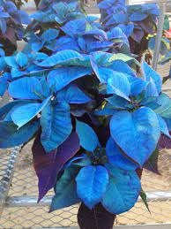 Those are dyed and glittered, and, well, perhaps not really suitable for those of us who like some nature in our. Poinsettias In Every Color Even Blue The Impatient Gardener