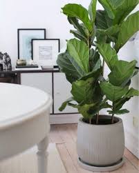 Mi piacerebbe acquistare una pianta da appartamento abbastanza grande da mettere al posto del ramo secco che si vede in foto ma ho paura che la zona non sia abbastanza illuminata per una pianta vera. Piante Da Appartamento Le Mie 7 Preferite Debora Cosmai