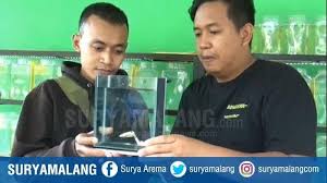 Cara beternak ikan cupang 1. Pria Madiun Rela Beli 4 Ekor Ikan Cupang Super Gold Pakai Emas Batangan Nilainya Rp 1 Juta Halaman All Tribunnews Com